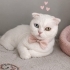 Acil ücretsiz scottishfold ömürlük yuvasını arıyoruz fotoğraf