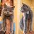 Ücretsiz sahiplenme British kedi fotoğraf