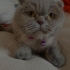 Lesley 6 yaşında Scottish fotoğraf