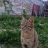 Kedilerim çok sevimli ve uysallar fotoğraf