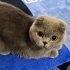 Scottish Fold kedim Mia çok uysal fotoğraf