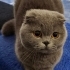 Scottish Fold kedim Mia çok uysal fotoğraf