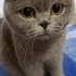 Scottish Fold kedim Mia çok uysal fotoğraf