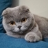 Scottish Fold kedim Mia çok uysal fotoğraf