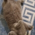 Scottish Fold kedim Mia çok uysal fotoğraf