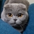 Scottish Fold kedim Mia çok uysal fotoğraf