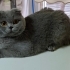 Scottish Fold kedim Mia çok uysal fotoğraf