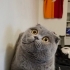 Scottish Fold kedim Mia çok uysal fotoğraf