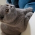 Scottish Fold kedim Mia çok uysal fotoğraf