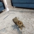 Ücretsiz sahiplenme British kedi fotoğraf