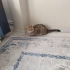 Ücretsiz sahiplenme British kedi fotoğraf