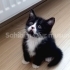 Ücretsiz sahiplendirme fotoğraf