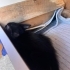 Siyah diyip geçmeyin dünyanın en tatlı kedisi fotoğraf