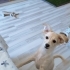Ücretsiz sahiplenme fotoğraf