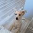 Ücretsiz sahiplenme fotoğraf