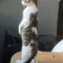 TOMBİK OĞLAN YUVA ARIYOR fotoğraf