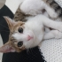 TOMBİK OĞLAN YUVA ARIYOR fotoğraf
