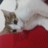 TOMBİK OĞLAN YUVA ARIYOR fotoğraf