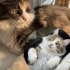 Çok cana yakın, oyuncu fotoğraf