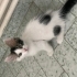 3 kardeşten biri olan Mochi için ömürlük yuvasını arıyoruz fotoğraf