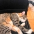 Geçici yuvasında süresi doluyor :( acil yuva fotoğraf