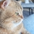 Black golden british shorthair fotoğraf