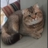 Black golden british shorthair fotoğraf