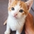 Acil yuva aranıyor fotoğraf