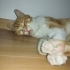 Kalbi merhamet ile bakan bir yuva aranıyor fotoğraf