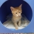 Yavru kedi sarman fotoğraf