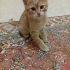 Yavru kedi sarman fotoğraf