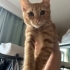 Yakışıklı 3 aylık sarman fotoğraf