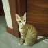 Minik hanıma kalıcı yuva aramaktayız fotoğraf
