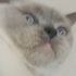 dişi kısır kedi fotoğraf