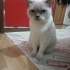 dişi kısır kedi fotoğraf