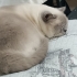 dişi kısır kedi fotoğraf