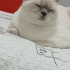 dişi kısır kedi fotoğraf
