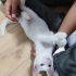 Bembeyaz, Oyuncu, Pamuk Yavru Kedi fotoğraf