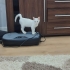Bembeyaz, Oyuncu, Pamuk Yavru Kedi fotoğraf