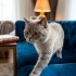 Blue point british yuva arıyor fotoğraf