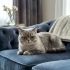 Blue point british yuva arıyor fotoğraf