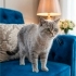 Blue point british yuva arıyor fotoğraf