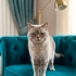 Blue point british yuva arıyor fotoğraf