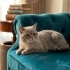 Blue point british yuva arıyor fotoğraf