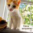 🐾 Sıcacık Yuvasını Arayan Minnoş Sarman 🧡 fotoğraf