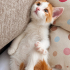 🐾 Sıcacık Yuvasını Arayan Minnoş Sarman 🧡 fotoğraf
