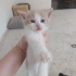 Gökkuşağı renklerinde bebeler fotoğraf