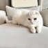 Pamuk Kedimiz Pıtır fotoğraf