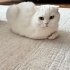 Pamuk Kedimiz Pıtır fotoğraf