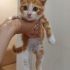 🐾 SARMAN BEBEĞE ACİL YUVA ARANIYOR! (ESKİŞEHİR) 🐾 fotoğraf